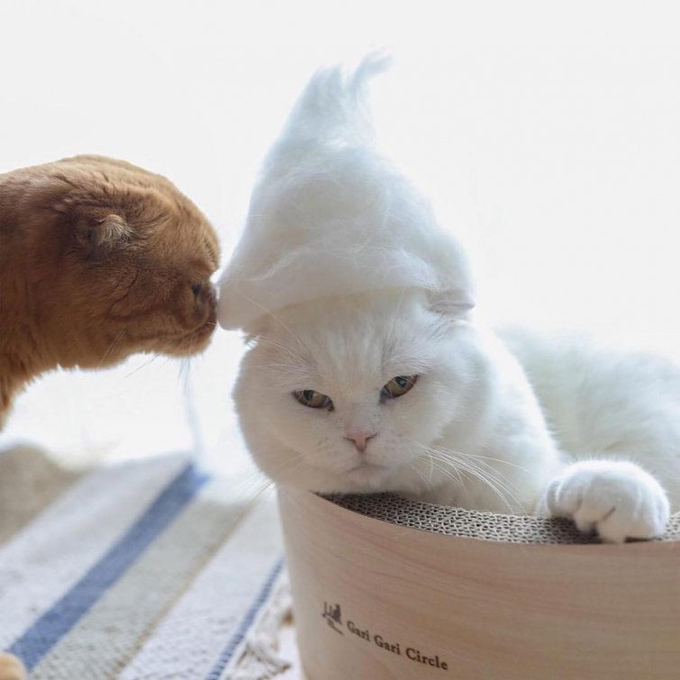 Смешные котики в шляпах