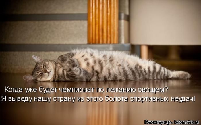 Самые весёлые котоматрицы)) Самые весёлые котоматрицы))