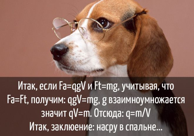 15 забавных мыслей, которые наверняка посещали каждую собаку 15 забавных мыслей, которые наверняка посещали каждую собаку