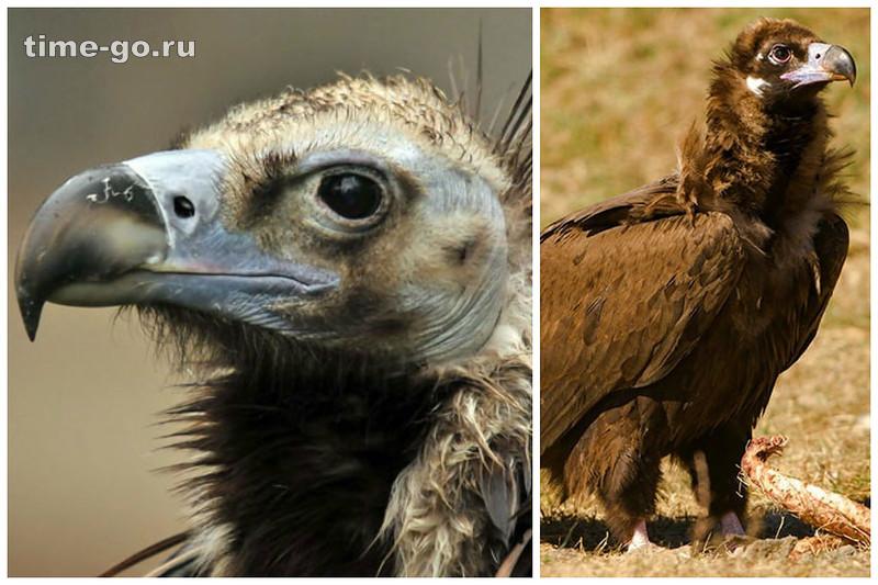 Самые крупные птицы мира Самые крупные птицы мира
