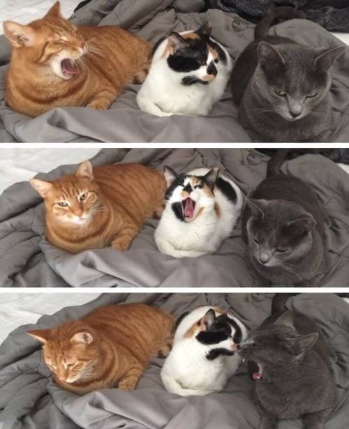 %image_alt%