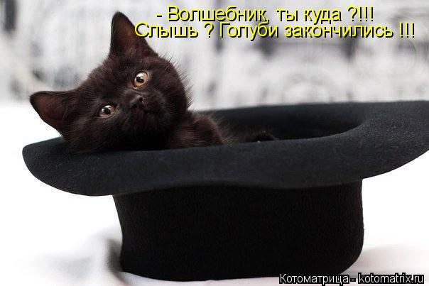 kotomatritsa_h4 (604x403, 116Kb)
