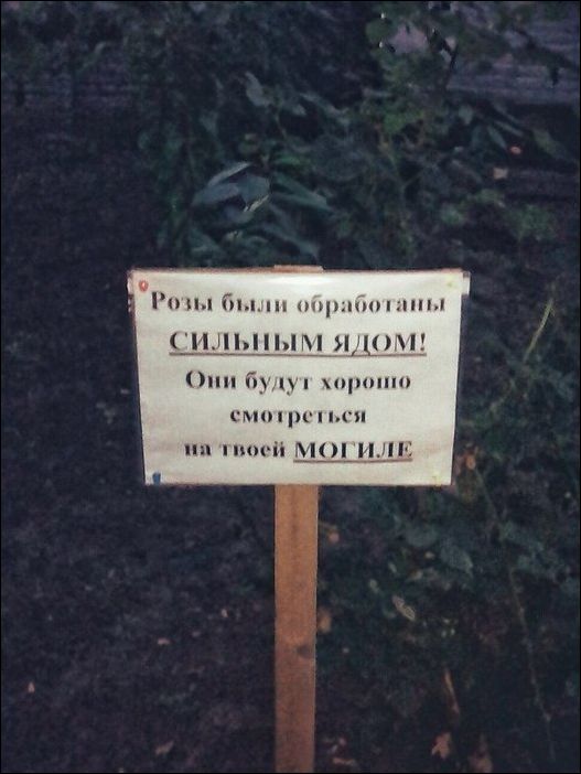 Новые народные перлы
