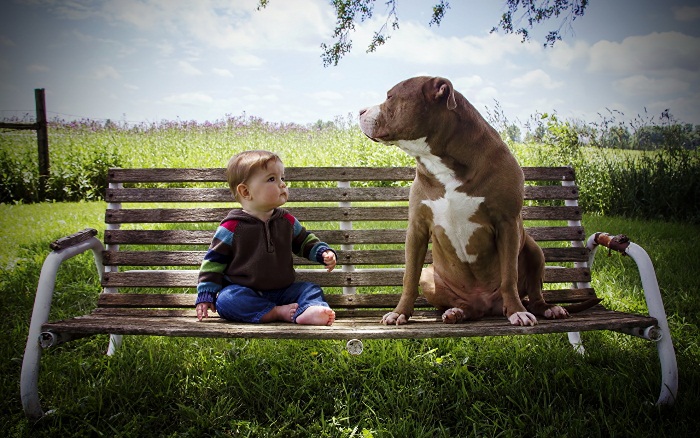 Ребенок и собака. Фото: 1zoom.me