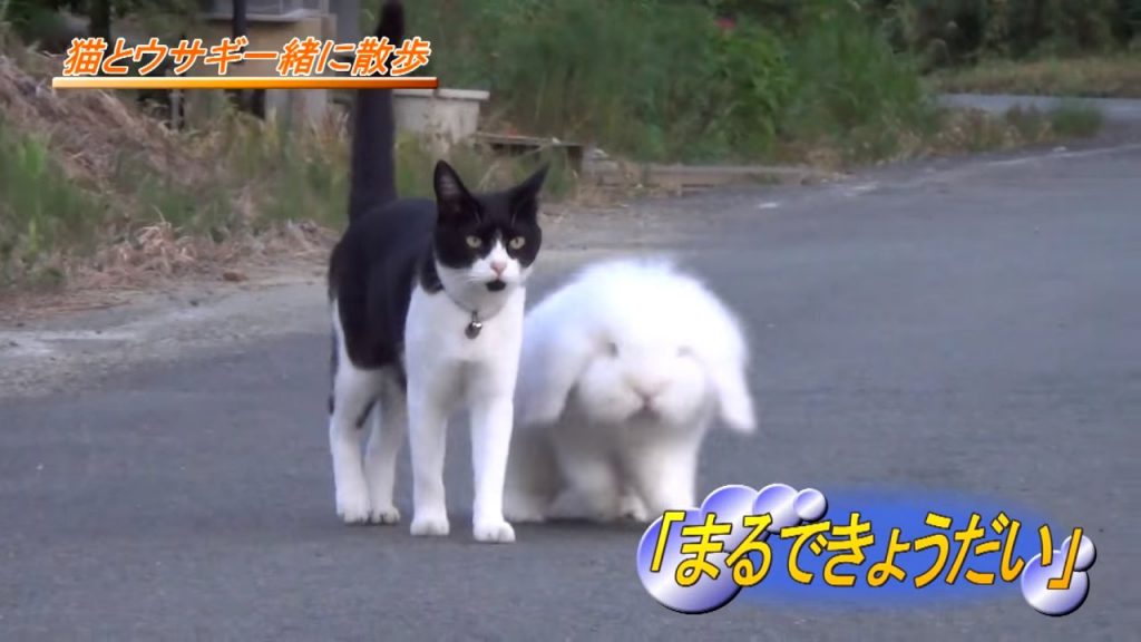 В Японии живет очень необычная и дружная семья: мама-кошка и сынок-кролик