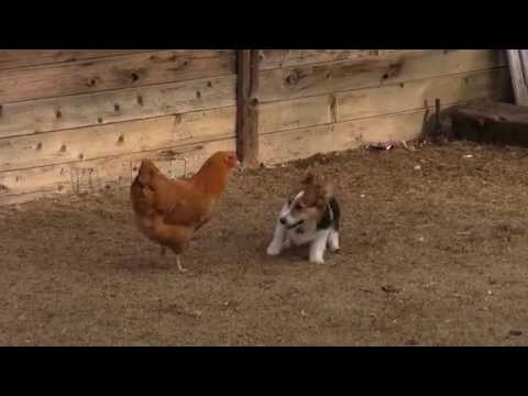 Корги и курица — самое замечательное выяснение отношений, которое вы видели в 2017 году! Корги и курица — самое замечательное выяснение отношений, которое вы видели в 2017 году!