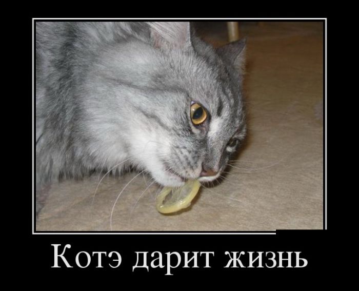 Веселые и смешные демотиваторы для настроения (12 фото) Веселые и смешные демотиваторы для настроения (12 фото)