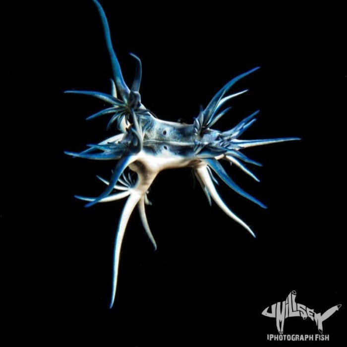 Чем меньше существо, тем оно причудливее: Фотограф показал, как выглядят необычные обитатели морских глубин