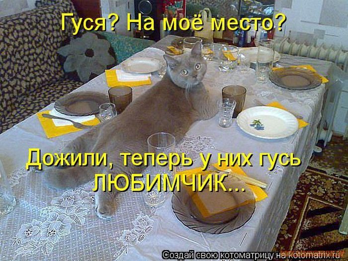 Котоматрицы великолепные, каждая с кусочком позитива и хорошего настроения!!! Котоматрицы великолепные, каждая с кусочком позитива и хорошего настроения!!!