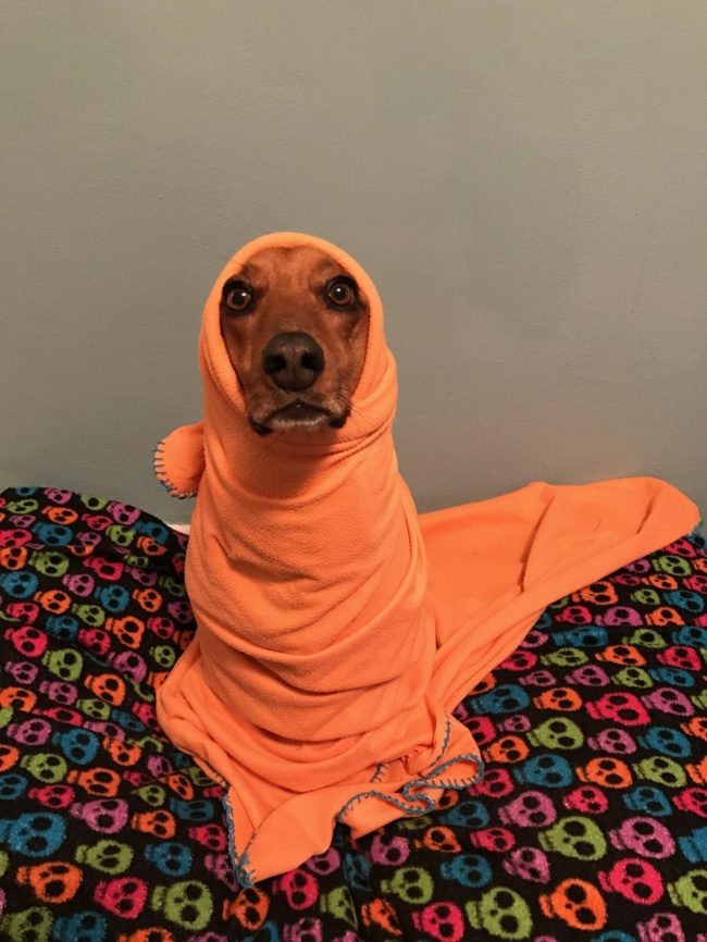 Как питомцы ждут появления малышей