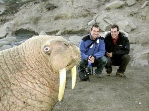 Фотобомбы с животными