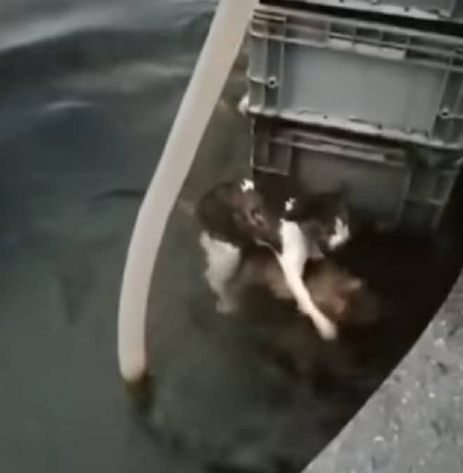 Щенок спасает кота Кот и щенок в воде