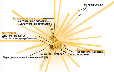 Центросома