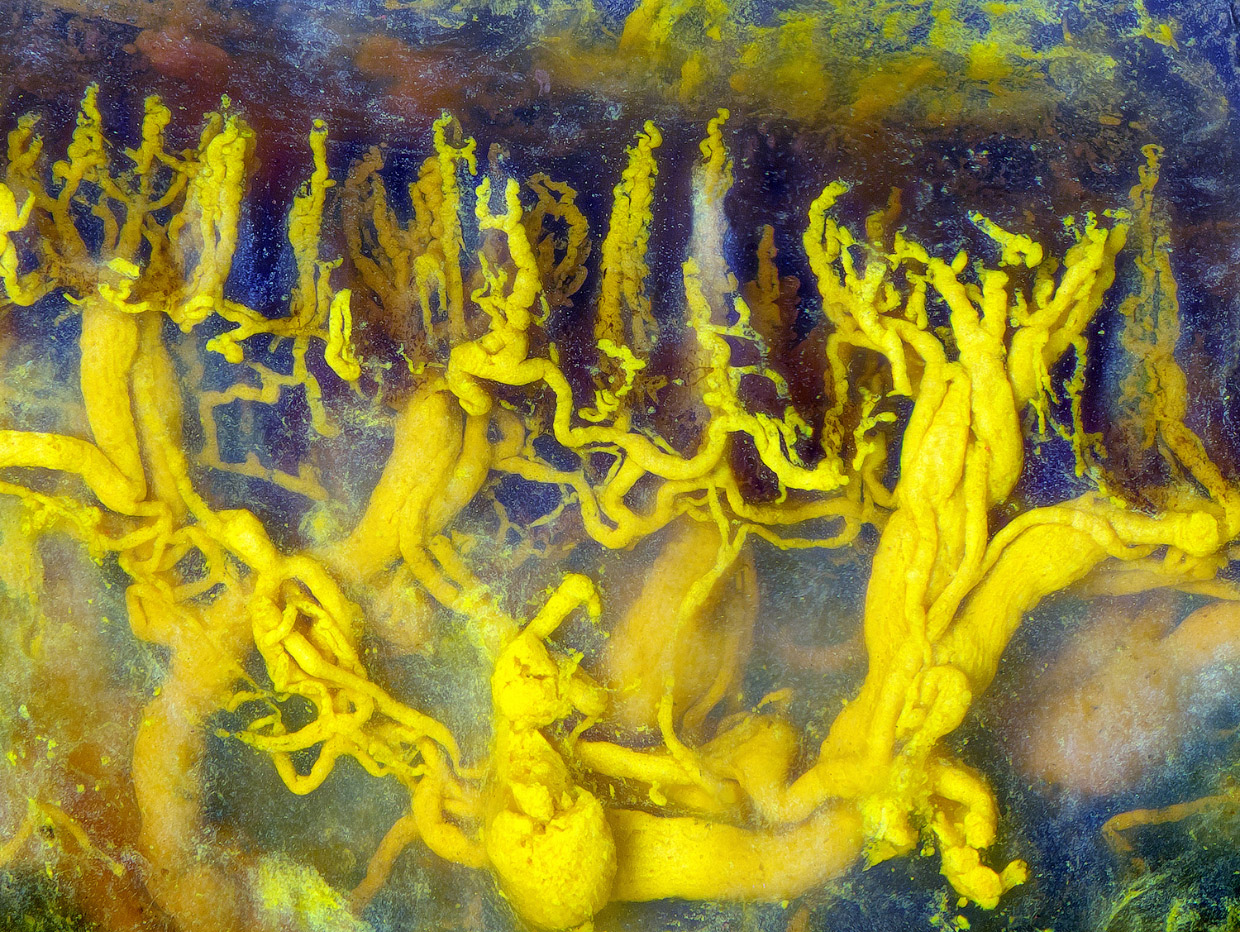 Победители конкурса микрофотографии Nikon Small World 2017 Победители конкурса микрофотографии Nikon Small World 2017
