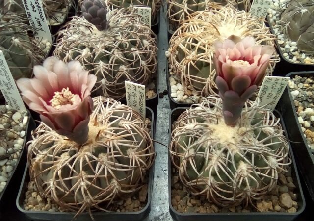 Кактус гимнокалициум. © gymnocalycium  📷
