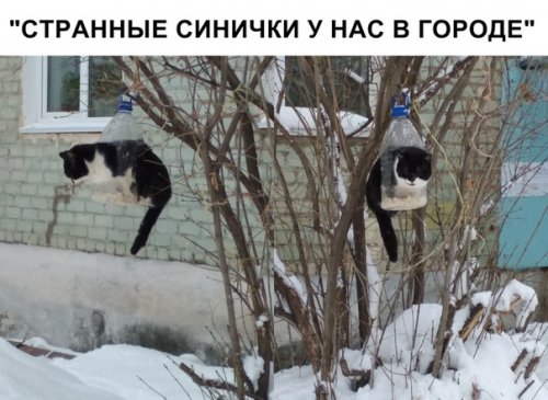 Свежие прикольные фотомемы