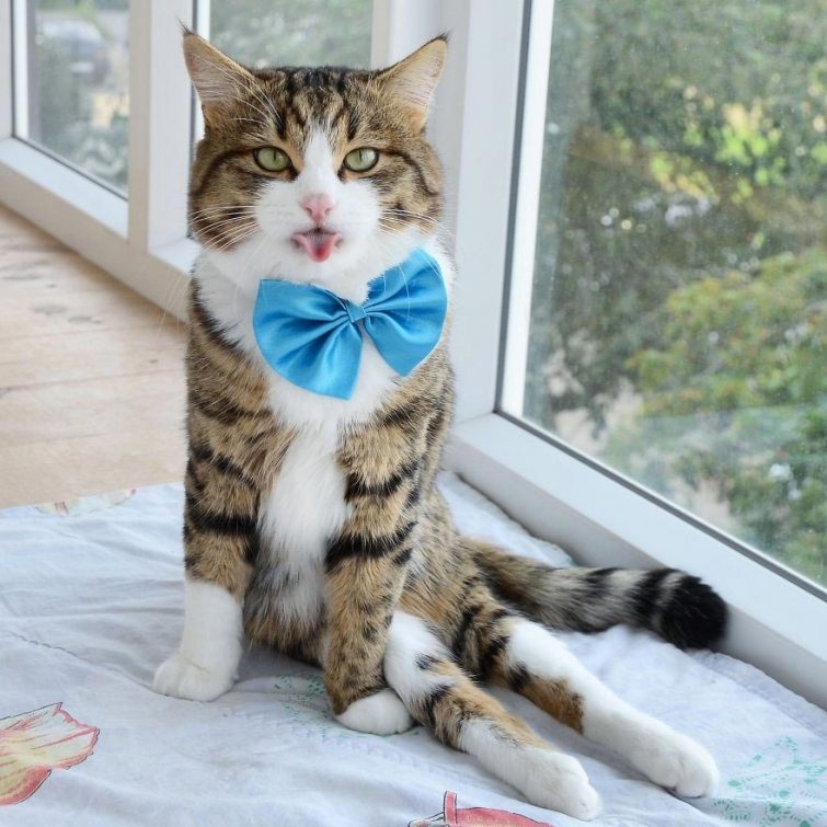 Кот, который умеет складывать язык как ни одна другая кошка