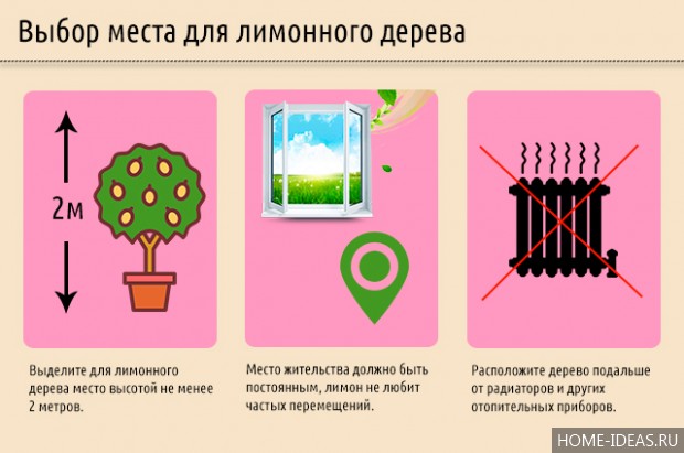 Лимонное дерево: уход в домашних условиях, как вырастить лимон из косточки в домашних условиях Лимонное дерево: уход в домашних условиях, как вырастить лимон из косточки в домашних условиях