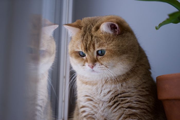 Hosico Cat