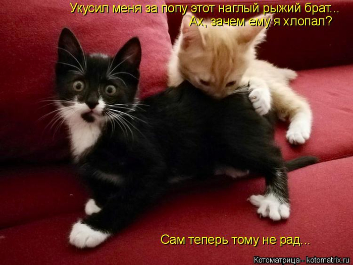 kotomatritsa_N (2) (700x526, 312Kb)