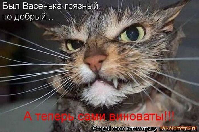 Котоматрицы великолепные, каждая с кусочком позитива и хорошего настроения!!! Котоматрицы великолепные, каждая с кусочком позитива и хорошего настроения!!!