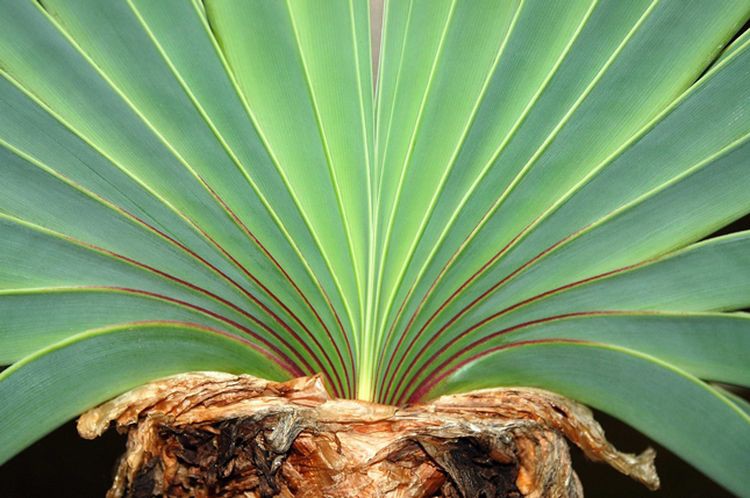 8. Boophane Disticha 8. Boophane Disticha дом, растения