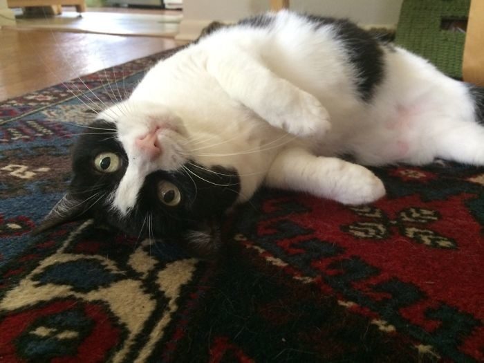 Котопост