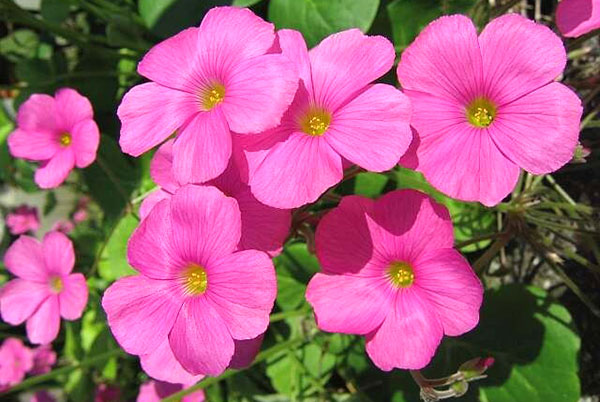 Oxalis bowiei var. purpurata Oxalis bowiei var. purpurata