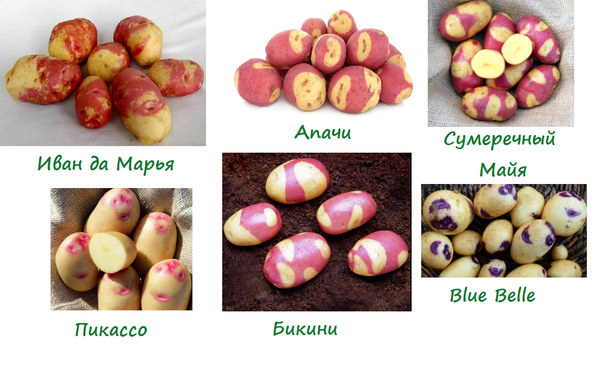 Пятнистый картофель Пятнистый картофель