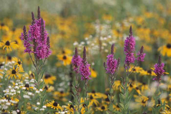 Bankoboev.Ru_field_of_wildflowers_michigan (700x467, 395Kb)
