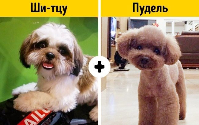 Породы собак, о которых никто не знает
