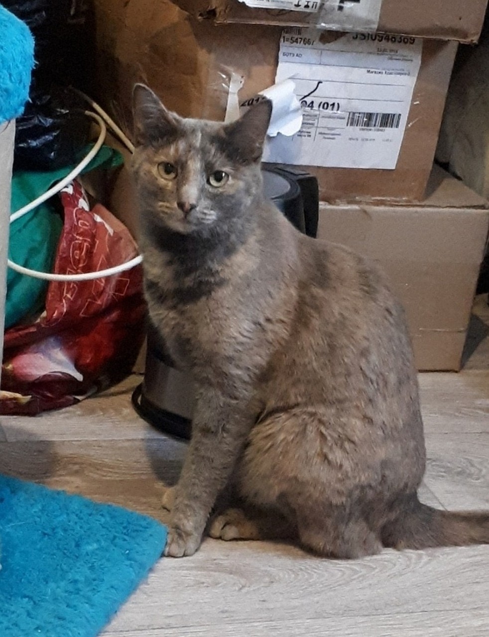 Кошка Джессика еще не нашлась. Фото: Татьяна КОТОВА.
