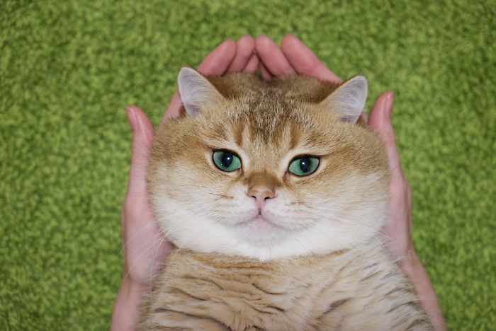 Hosico Cat