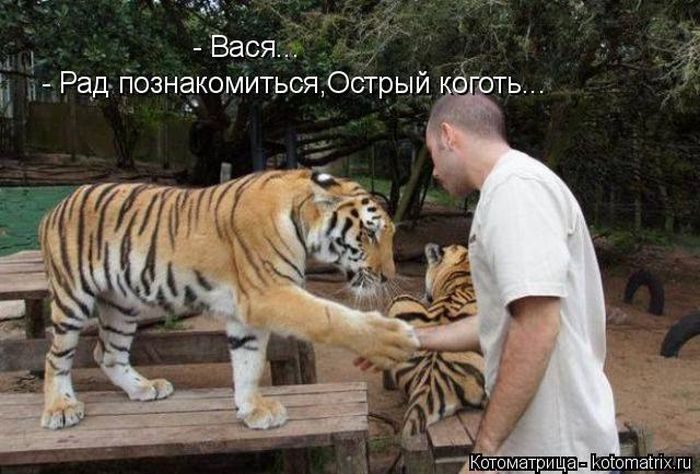 Самые весёлые котоматрицы)) Самые весёлые котоматрицы))