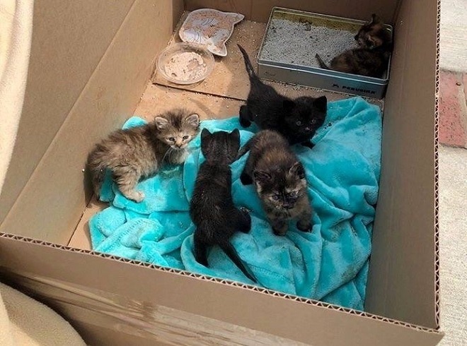 Пять котят Котята в ящике