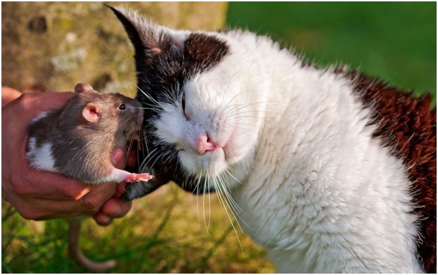 Факты из жизни обычных мышей