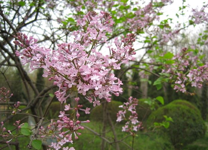 Широколистная сирень (Syringa oblata)