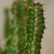 Молочай ложный кактус (Euphorbia pseudocactus) Молочай ложный кактус (Euphorbia pseudocactus)