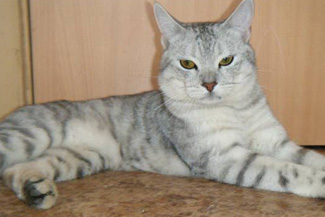 http://koshkidarom.ru/Color/silver-tabby-blue.jpg