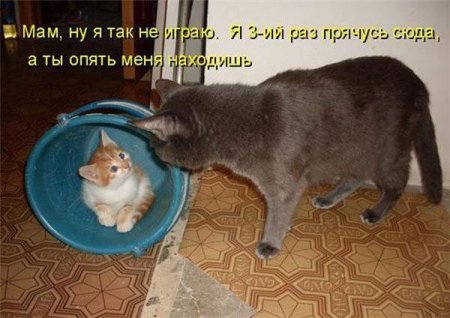 Смешные картинки о животных с подписями.