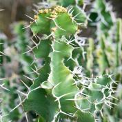 Молочай крупнорогий (Euphorbia grandicornis) Молочай крупнорогий (Euphorbia grandicornis)