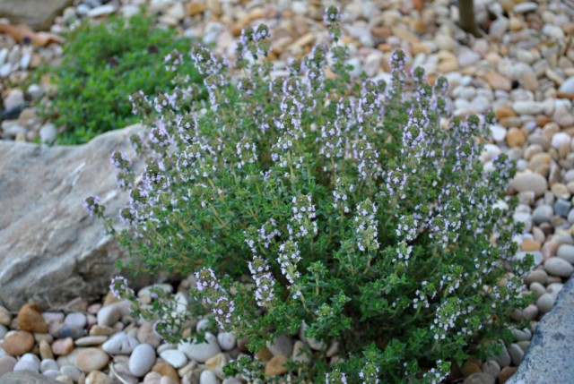 Тимьян обыкновенный (Thymus vulgaris)