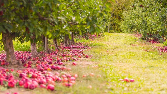 Houzz TV: Drone Video of Fall Leaves in New England Will Lift Your Soul