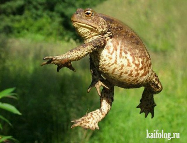 Приколы про животных (40 фото)
