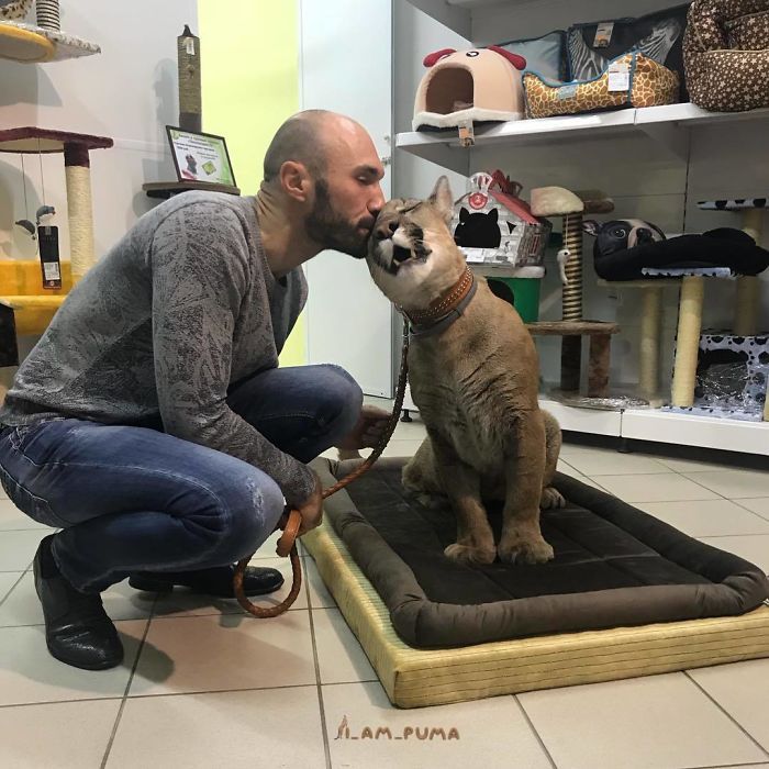 Пара из Пензы держит в однушке пуму Пара из Пензы держит в однушке пуму