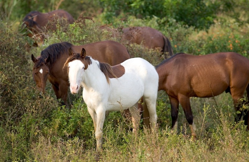 Abaco horses were either roans or blue-eyed “splash white” pintos.