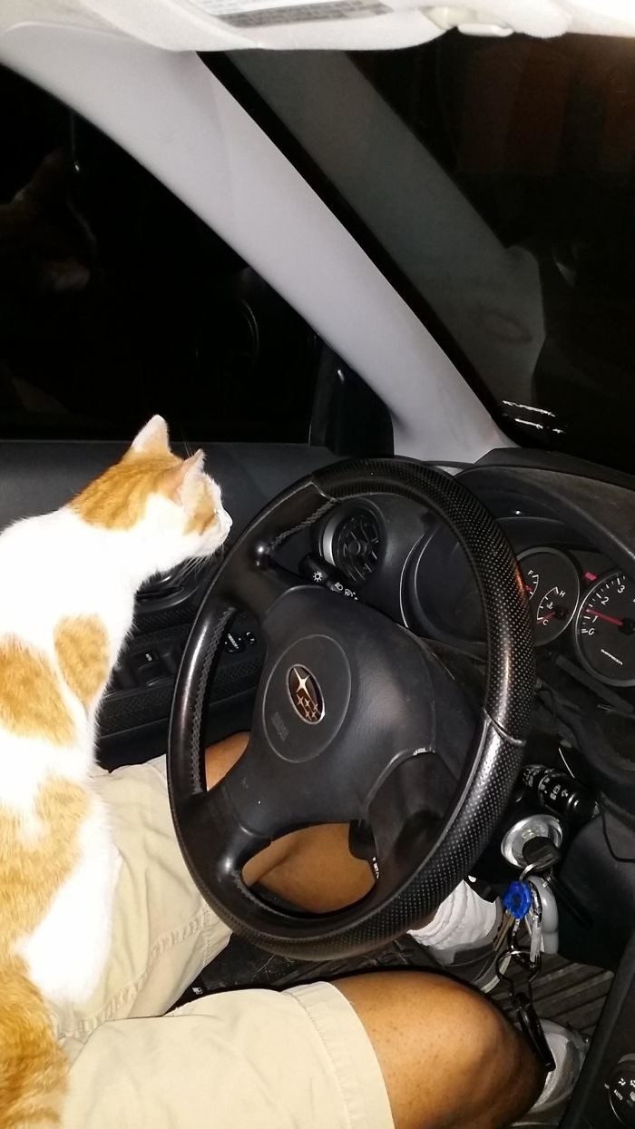 Коты сами нашли себе хозяев