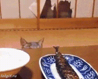 GIF-доказательство, что коты - чертовски весёлые ребята GIF коты юмор