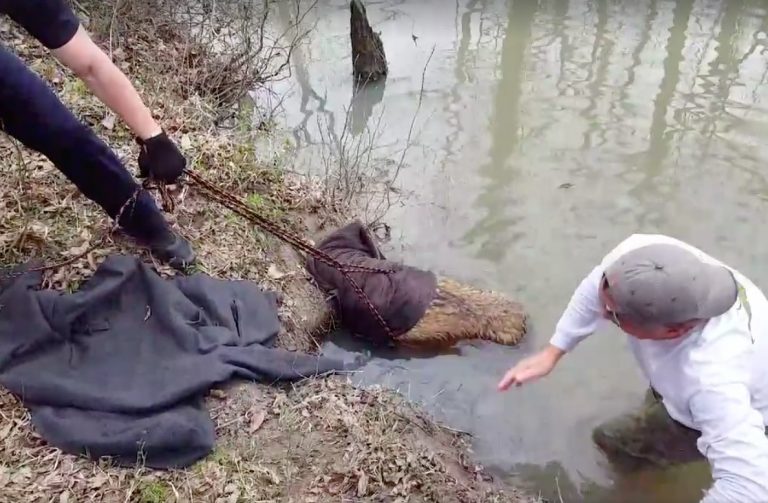 спасение собаки из воды спасение собаки