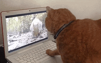GIF-доказательство, что коты - чертовски весёлые ребята GIF коты юмор